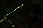 Longstalk sedge